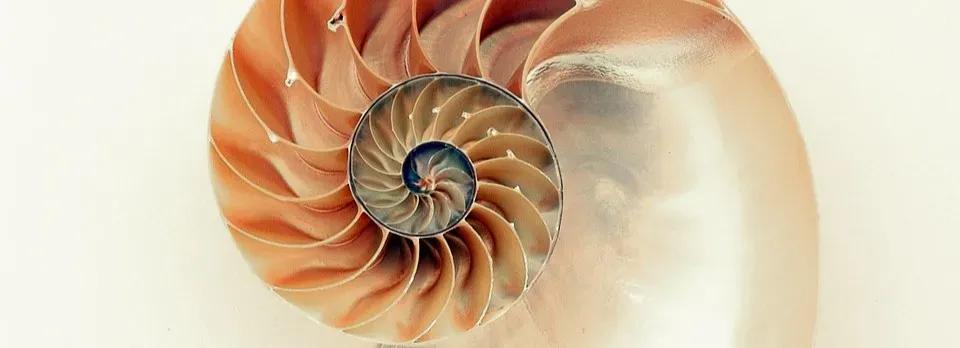 Les sections supplémentaires qui vous aident à vous démarquer